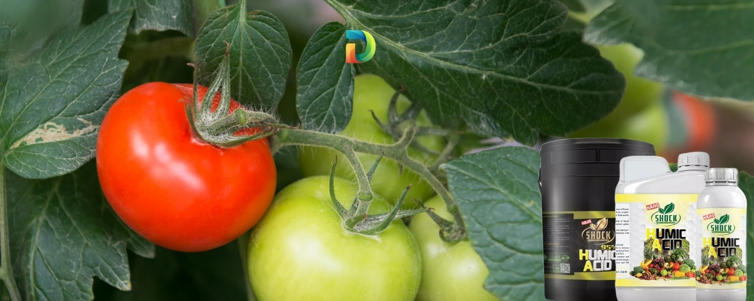 کود اسید هیومیک بهترین کود افزایش گلدهی گوجه فرنگی