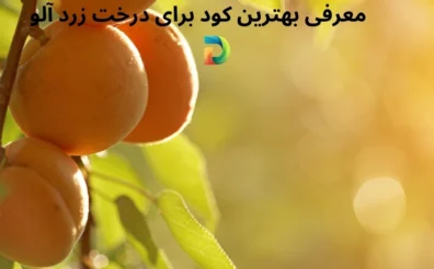 معرفی بهترین کود برای درخت زردآلو با باردهی 2 برابر!!