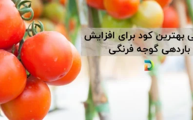 بهترین کود افزایش گلدهی گوجه فرنگی