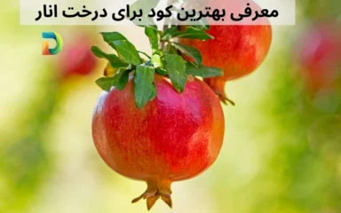 معرفی بهترین کود برای درخت انار با باردهی 2 برابر!!
